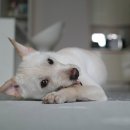 행복한 강아지 이미지