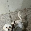 도그드살롱 이미지