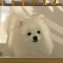 더블링독 네이버블로그