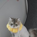 고양이 미용&호텔 뽀냥 이미지