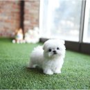 멍멍아 야옹 | 동탄강아지분양 고양이분양 야옹아멍멍해봐 후기