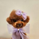 반짝반짝내작은개 이미지