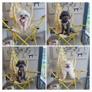 봄이야 놀자 이미지