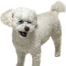 모찌펫살롱 이미지