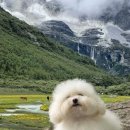 복슬 강아지 이미지