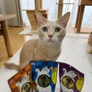 한국염소연구소 | 일본 고양이 간식 소개 - 입맛 까다로운 고양이가 먹는 간식!