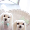 똥강아지 미용 이미지