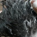 아발론(AVALON) 이미지