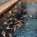 율하5로48 | 김해 율하 비단잉어대형카페 커피앤더코이