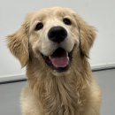 댕댕특별시 이미지