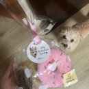 댕쓰마켓 이미지