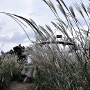 별,바람,꽃길 이미지