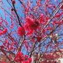 매곡동 주민센터 | 2026 매곡동 탐매축제 기본정보 주차 매화가 가장 먼저 찾아오는 그 곳!