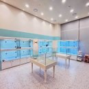 부산강아지분양 퍼피몰리 이미지