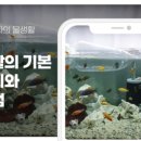 꿈나무 열대어 네이버블로그