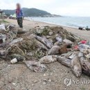 유연참치 이미지