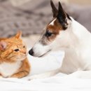 신한동물병원 이미지