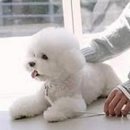 스핑크스의 숲 | 스핑크스 고양이 vs 다른 묘종 완전 비교 분석