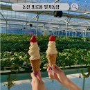 효정농장 | 대전근교 아이와 가볼만한곳, 이색데이트 논산 또로롱 딸기 농장 방문후기