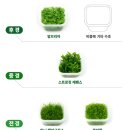 헤어그라스 | 물생활 : 그로잇 조직배양 무균 수초 암브리아, 쿠바펄, 미니 헤어그라스 후기