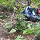 살구정이 이미지