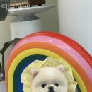 땡글하개 이미지