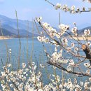 개화전기충전소 | 광양매화축제 개화상황 축제 전에 다녀온 광양 매화마을 후기