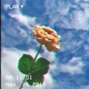 팀블리스