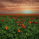 법사 행정사 이미지