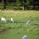 종화목장 이미지