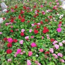 담주 화요일 아산 세계꽃식물원 벙개 이미지