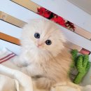 러브 스핑크스 이미지