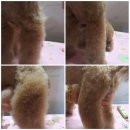 오도꾸 애견샵 이미지