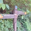 원주굽이길 13코스 구학산둘레숲길 이미지