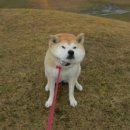 이쁘개 귀엽개 이미지