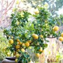 레몬트리 이미지