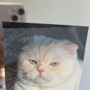이플당