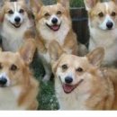 핫 독(HOT DOG) 이미지