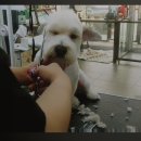 나리펫살롱 이미지