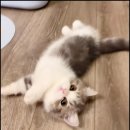 고양이 분양 미용 호텔 캣챱 천안점 | 천안고양이분양 브숏분양 매력발산