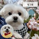 멍그레 | 송정 애견미용 잘하는곳 멍그레