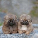 퍼피 켄넬 이미지