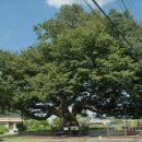 느티나무 이미지