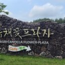 유채꽃프라자 티스토리