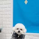 바오펫 이미지
