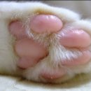 고양이 발바닥 이미지