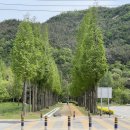덕산농장 | [충남 예산 가볼만한 곳] 드라이브, 힐링 데이트 산책하기 좋은 &#34;덕산 메타세콰이어길&#34;