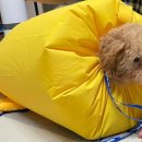 [판매완료]<b>페스룸</b> 반려동물 드라이 자켓