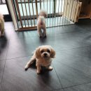 마이펫 부산대점 이미지