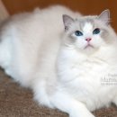 마론도리스(Marondollis) 이미지